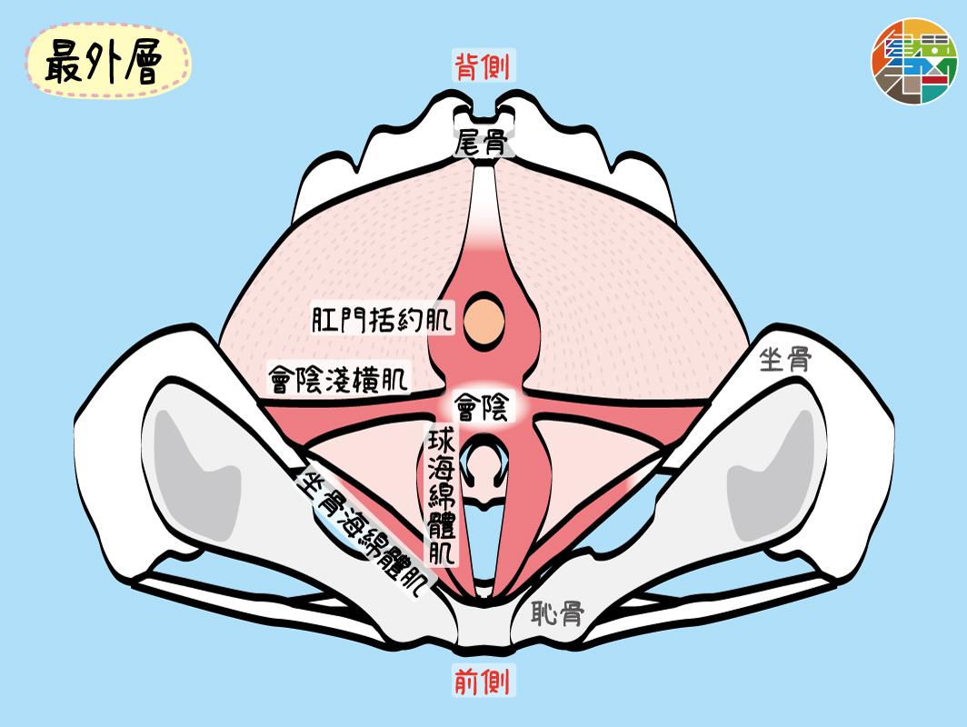 你應該要知道的骨盆底肌